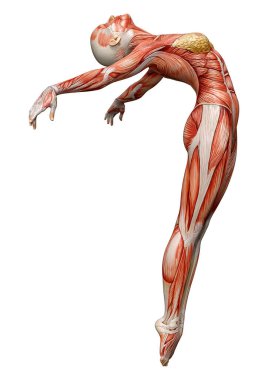 Beyaz arka planda izole edilmiş kas haritaları olan üç boyutlu bir kadın figürü