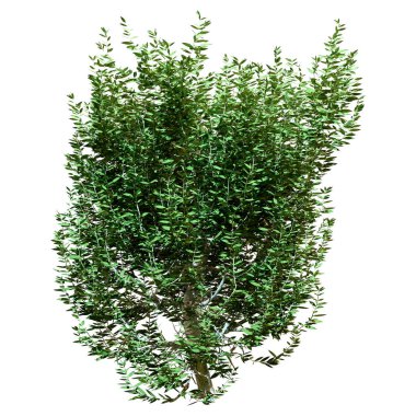 3D rendering of a green bay tree or Pimenta racemosa isolated on white background