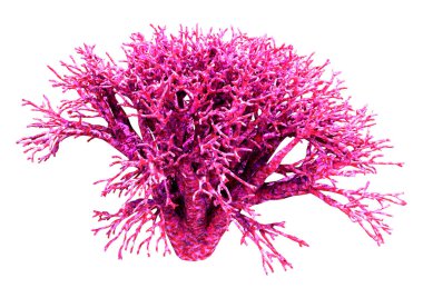 Bir mercanın 3 boyutlu görüntüsü, beyaz arka planda izole edilmiş bir deniz omurgasızı.