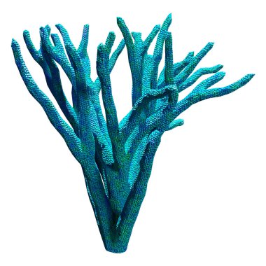 Bir mercanın 3 boyutlu görüntüsü, beyaz arka planda izole edilmiş bir deniz omurgasızı.