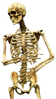 Beyaz arkaplanda izole edilmiş bir insan iskeletinin 3 boyutlu görüntülenmesi