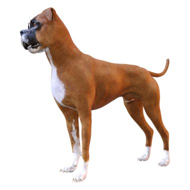 Beyaz arkaplanda izole edilmiş bir boksör köpeğinin 3B canlandırması