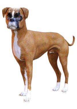 Beyaz arkaplanda izole edilmiş bir boksör köpeğinin 3B canlandırması