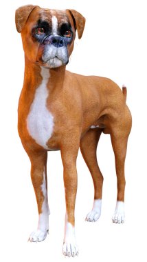 Beyaz arkaplanda izole edilmiş bir boksör köpeğinin 3B canlandırması
