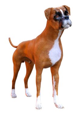 Beyaz arkaplanda izole edilmiş bir boksör köpeğinin 3B canlandırması