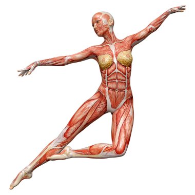 Beyaz arka planda izole edilmiş kas haritaları olan üç boyutlu bir kadın figürü