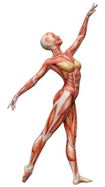 Beyaz arka planda izole edilmiş kas haritaları olan üç boyutlu bir kadın figürü