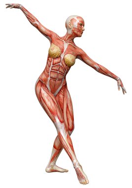 Beyaz arka planda izole edilmiş kas haritaları olan üç boyutlu bir kadın figürü
