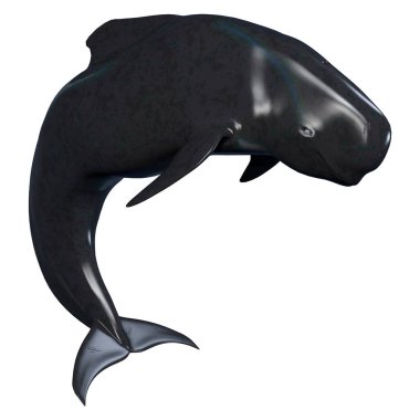 Beyaz arka planda izole edilmiş bir pilot balina yavrusunun 3boyutlu görüntülemesi