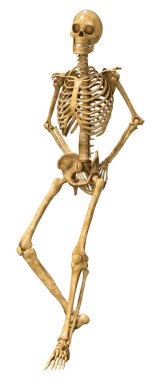 Beyaz arkaplanda izole edilmiş bir insan iskeletinin 3 boyutlu görüntülenmesi