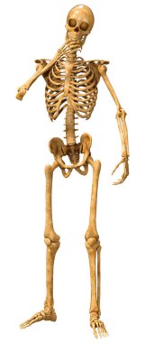 Beyaz arkaplanda izole edilmiş bir insan iskeletinin 3 boyutlu görüntülenmesi