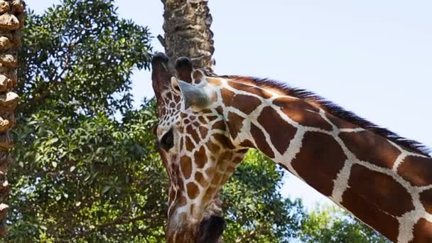 Närbild Wild Giraff Afrikansk Giraff — Stockvideo