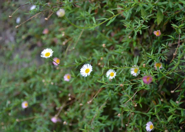 Цветы Белых Маленьких Цветов Старой Стене — стоковое фото