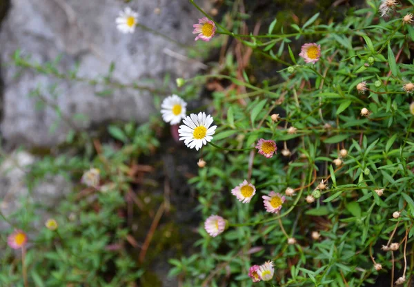 Άνθη Λευκών Μικρών Λουλουδιών Στον Παλιό Τοίχο — Φωτογραφία Αρχείου