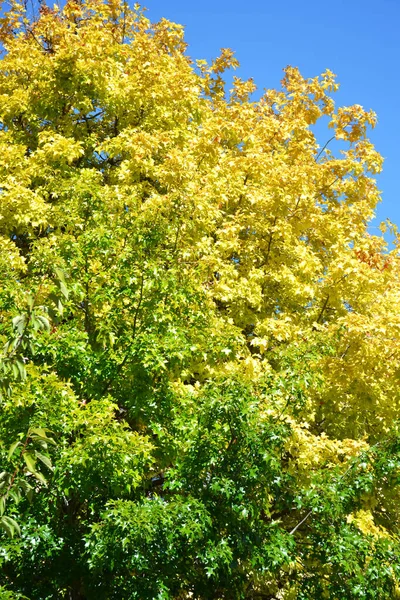 Colorful Autumn Trees Close Italy — Stock Photo, Image