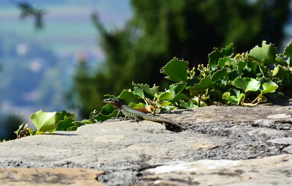 stock image Lizard standing on the edge of a wall