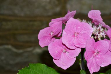 Soft pink inflorescence of Hydrangea Aspera Villosa (Lacecap) plant variety. Hydrangea involucrata. Castle Combe, Cotswolds, UK clipart