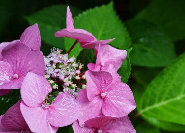 Hydrangea Aspera Villosa (Lakap) bitkisinin yumuşak pembe cilt bakımı. Hydrangea involucrata. Combe Kalesi, Cotswold, İngiltere