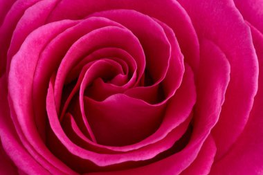 Red rose flower macro shot background