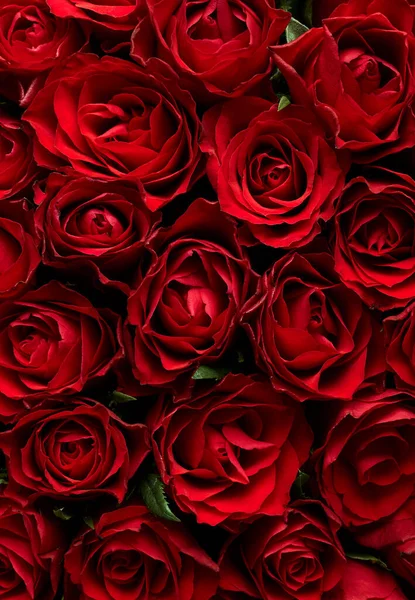 Fundo Flores Rosas Vermelhas — Fotografia de Stock