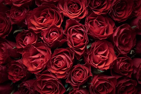 Fondo Rosas Rojas Flores — Foto de Stock