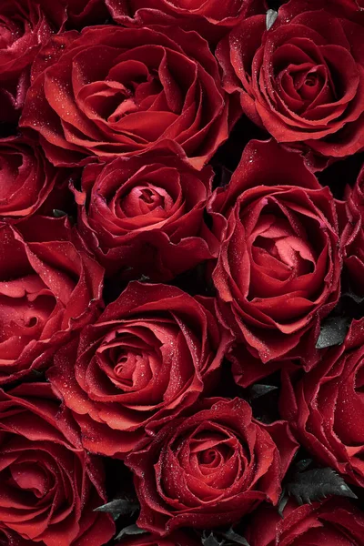 Fondo Rosas Rojas Flores —  Fotos de Stock