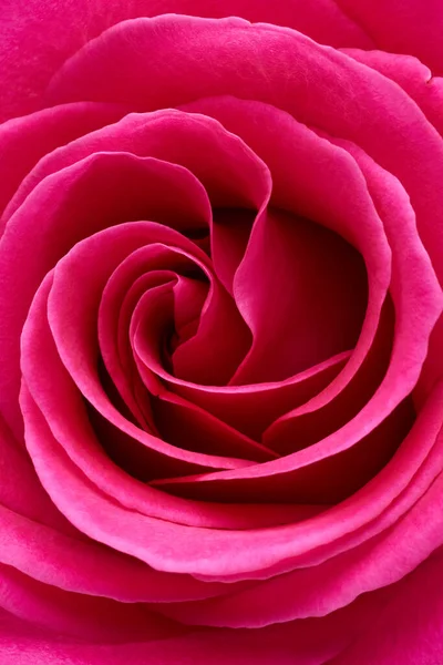 Red Rose Flower Macro Shot Background — Stock Photo, Image
