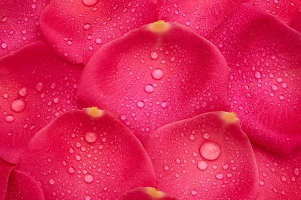 Pink Petals Roses Raindrops Spa Treatment Background — Stock Photo, Image
