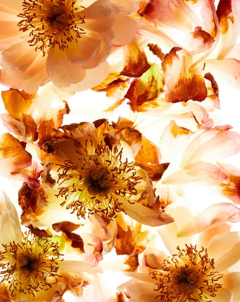 Peônia Flor Com Pétalas Arranjo Isolado Fundo Branco — Fotografia de Stock