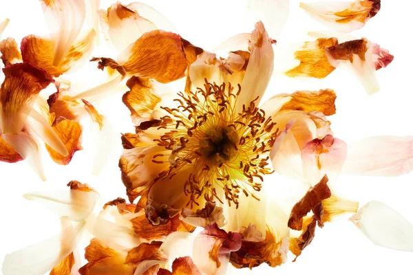 Peonia Fiore Con Petali Disposizione Isolato Sfondo Bianco — Foto Stock