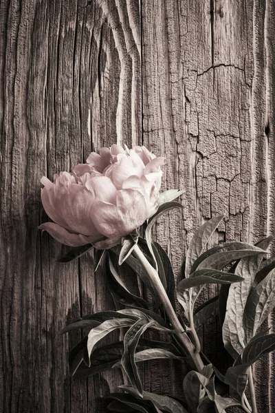 Vintage Achtergrond Met Pioenroos Bloemen Verouderd Houten Oppervlak — Stockfoto