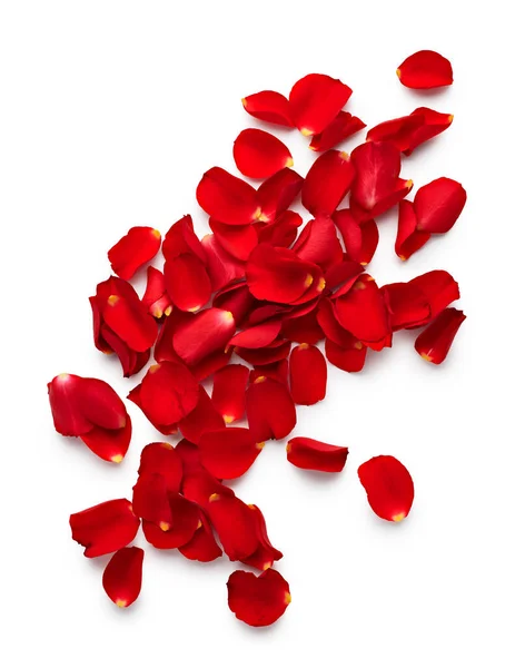 Pétalos San Valentín Rosas Rojas Aisladas Sobre Fondo Blanco — Foto de Stock