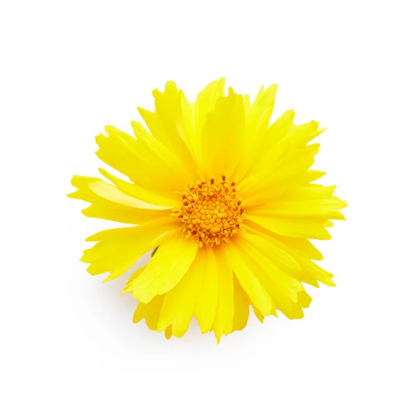 Uma Única Flor Coreopsis Amarela Isolada Fundo Branco — Fotografia de Stock