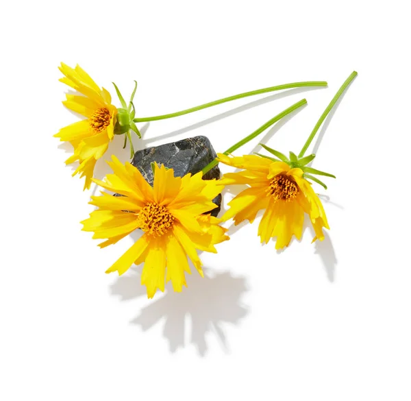 Жовтий Ядроподібний Квітка Каменем Ізольовано Білому Тлі Трав Яна Композиція — стокове фото