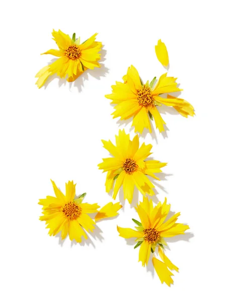 Жовтий Ядроподібний Квітка Каменем Ізольовано Білому Тлі Трав Яна Композиція — стокове фото