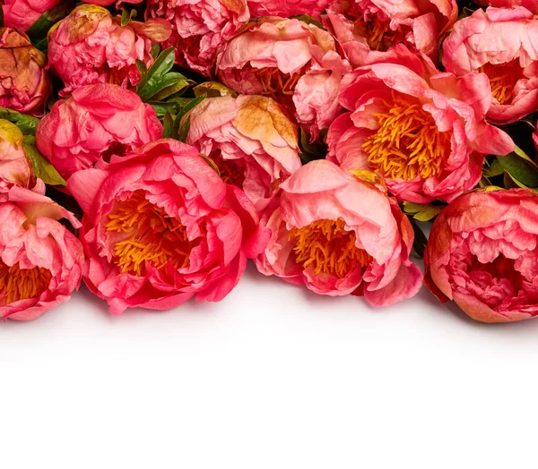 Flores Cor Rosa Peônia Sobre Fundo Borda Branca — Fotografia de Stock