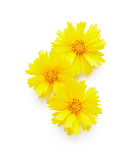 Жовті Квіти Ізольовані Білому Тлі — стокове фото