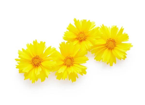 Gele Bloemen Geïsoleerd Witte Achtergrond — Stockfoto