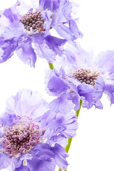 stock image Violet scabiosa flower isolated on white background