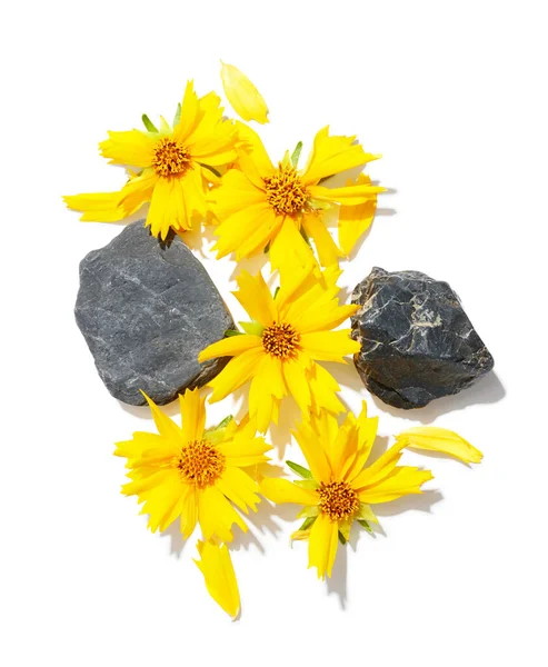 Yellow Coreopsis Flowers Stones Isolated White Background — Stock Photo, Image