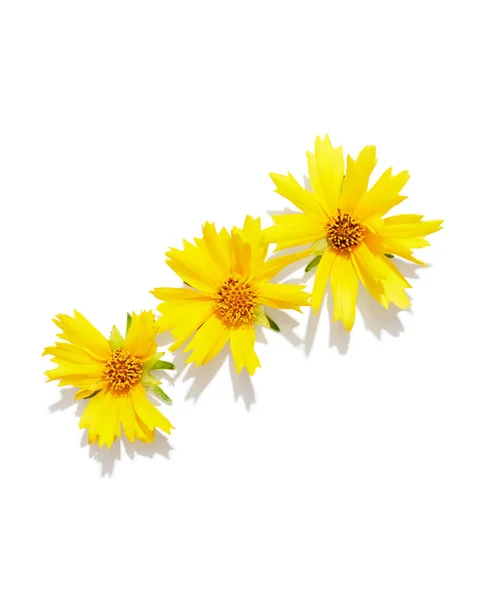Gele Bloemen Geïsoleerd Witte Achtergrond — Stockfoto