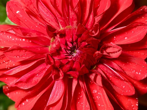 Dália Vermelha Flor Macro Tiro Fundo Floral Brilhante — Fotografia de Stock