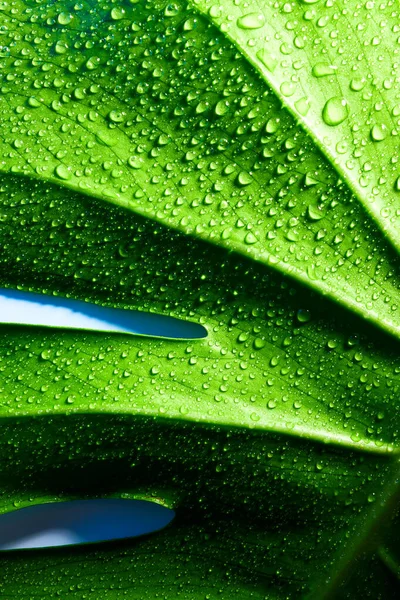 Grünes Blatt Mit Wassertropfen Hintergrund — Stockfoto