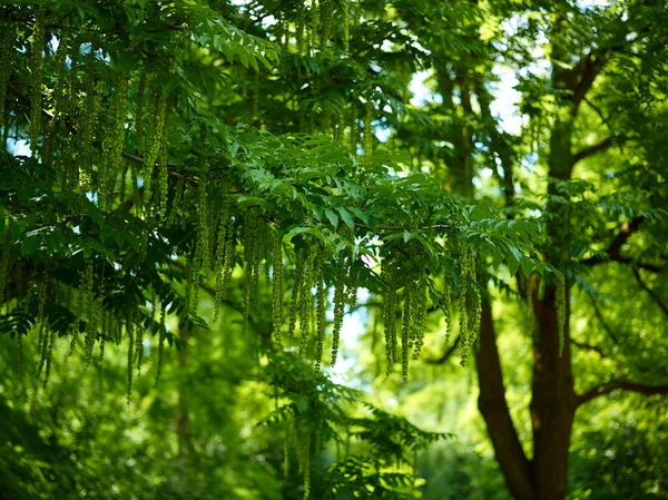 Πράσινο Φύλλωμα Των Δέντρων Φόντο Υπαίθριο Πάρκο — Φωτογραφία Αρχείου