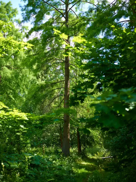 Gröna Blad Träd Utomhus Park Bakgrund — Stockfoto