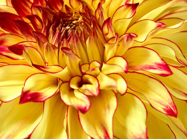 Leuchtend Gelbe Dahlienblüte Makro Hintergrund — Stockfoto