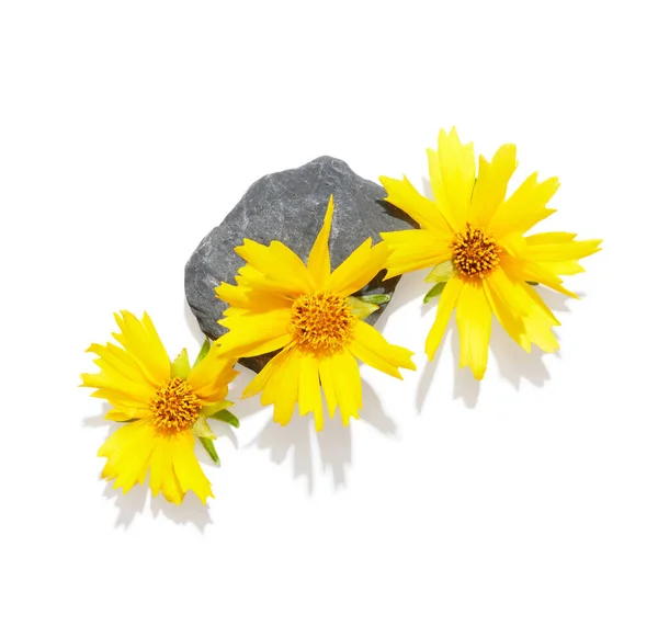 Жовтий Ядроподібний Квітка Ізольовано Білому Тлі Трав Яна Композиція — стокове фото