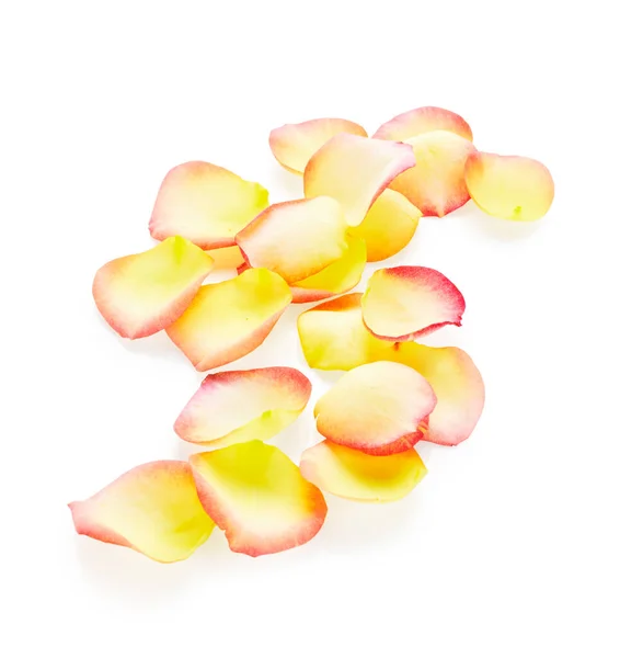 Yellow Rose Petals Isolated White Background — Stock Photo, Image