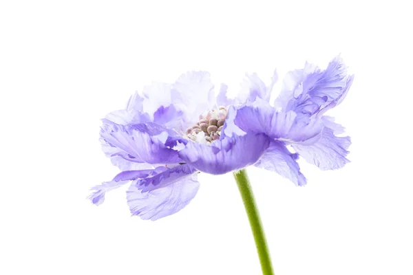 Fialový Květ Izolované Bílém Pozadí — Stock fotografie