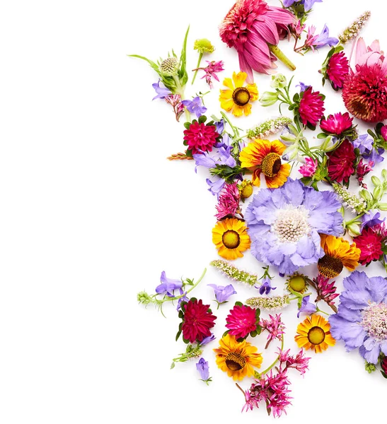 Летний Цветок Полевые Цветы Изолированы Белом Фоне Цветочный Фон — стоковое фото